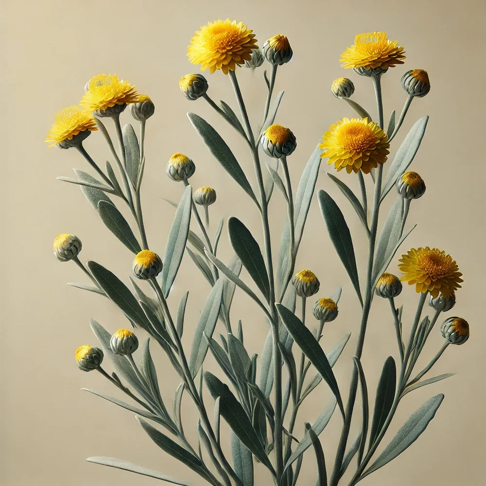 O Way Winter Solstice blend 30g